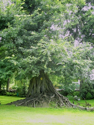 Alter Baum