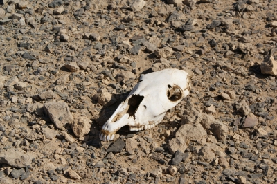 Tod in der Wüste