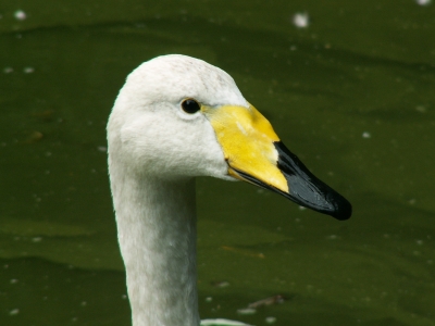 Ich bin ein Schwan und kann singen