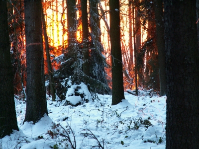 Kein Waldbrand !