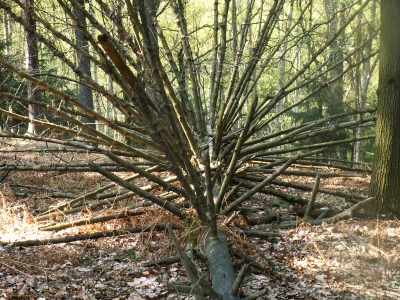 Langstachliger Sturzbaum