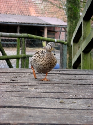 Spaziergang an der Wümme in Fischerhude