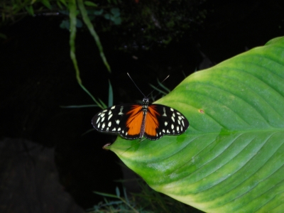 Schmetterling in der EGA Erfurt