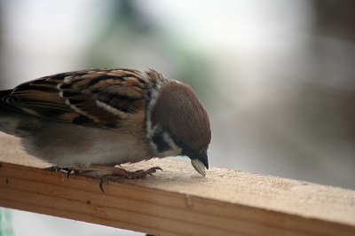 Sperling bei Futtersuche