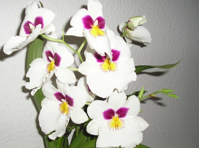 meine Orchidee in voller Blüte