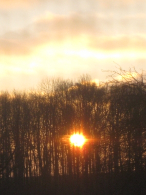 Sonnenaufgang durch den Wald Fotografiert