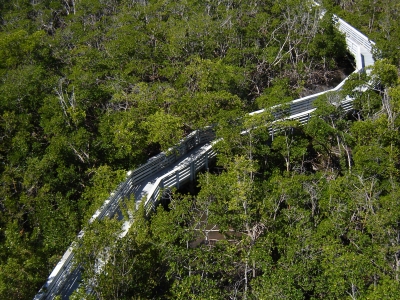 Weg durch den Mangrovenwald