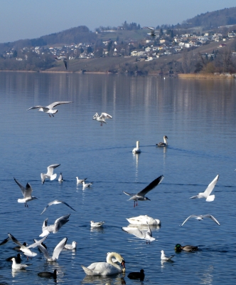 Frühlingsspaziergang am See / 10