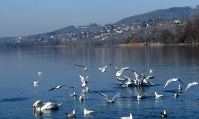 Frühlingsspaziergang am See / 9