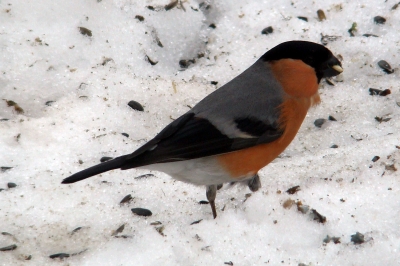 Gimpelmann im Schnee