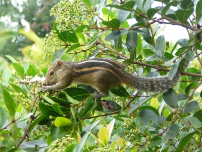 Burunduk (Tamias Sibiricus)