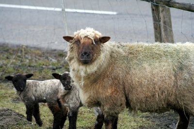 Schaf-- Lamm