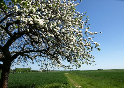 Frühlingsbaum