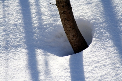 Baum im Schnee