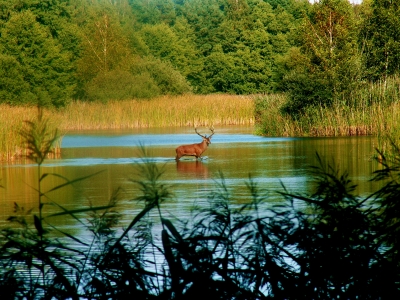 Hirsch im Teich