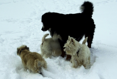 Ajax und seine Freunde 5