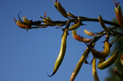 Scharfe Blüte