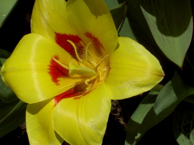 Tulpe