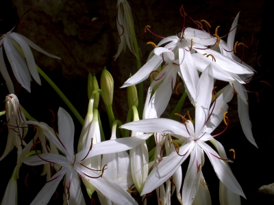 Lilienblüten