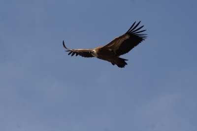 Raubvogel im Flug..