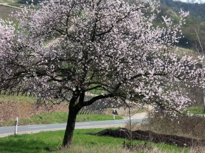 Kirschblüte