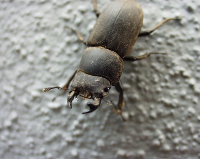 brauner Käfer