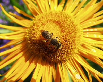 Blüte mit Biene