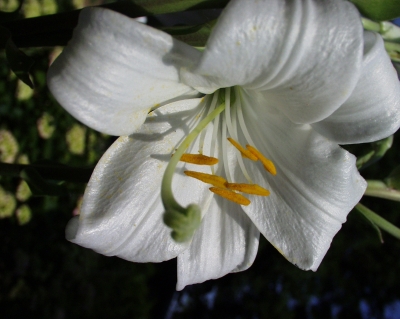 weiße Lilienblüte