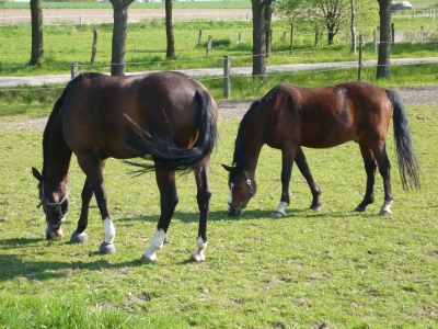 Pferde im Sauerland