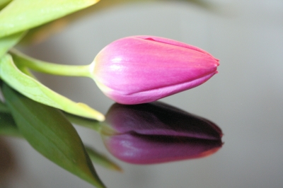 Tulpe