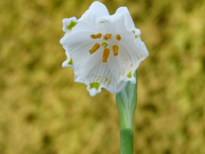 Märzenbecher