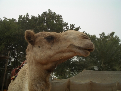 Gutmütiges Kamel (Dromedar)