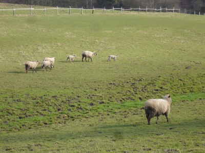 Schafe im Sauerland