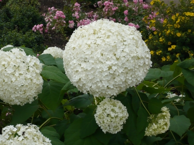 Blätter u. Blumen