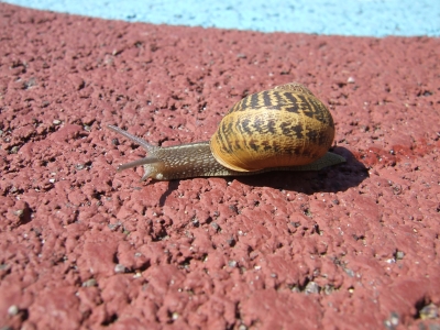 Schnecke gemütlich