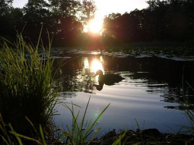 Ente im Sonnenuntergang