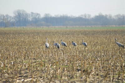 Glücksvögel