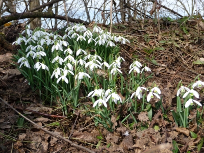 Frühlingsboten