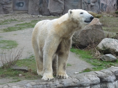 Schlanker Eisbär