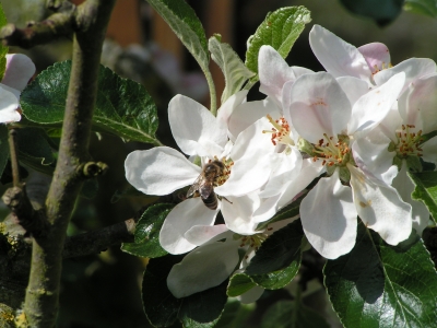Biene in Apfelblüte