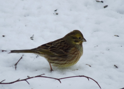 Ein süßer Vogel