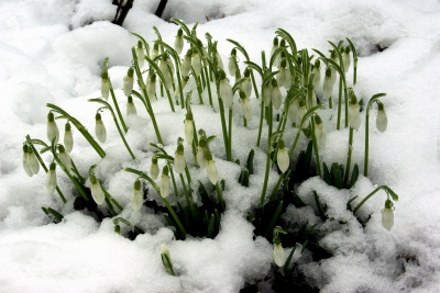 Schneeglöckchen 1