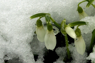 Schneeglöckchen 2