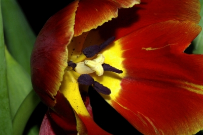 Tulpe 1 - rot - gelb
