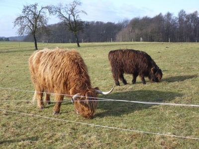 Hochlandrinder im Sauerland