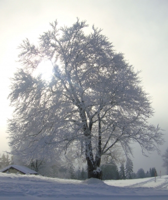 Baum im Winterfell