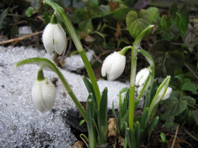 Es wird langsam Frühling........ 1