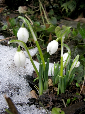 Der Frühling kommt langsam.... 2