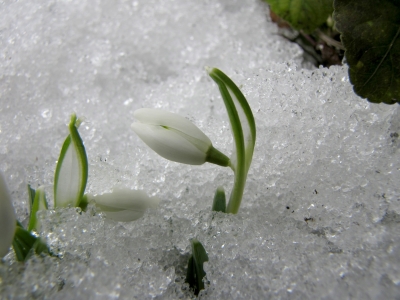 Der Frühling kommt langsam.... 3