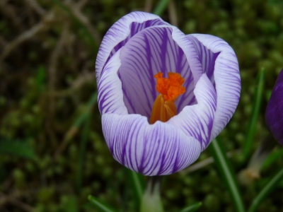 Krokus im Duisburger Zoo